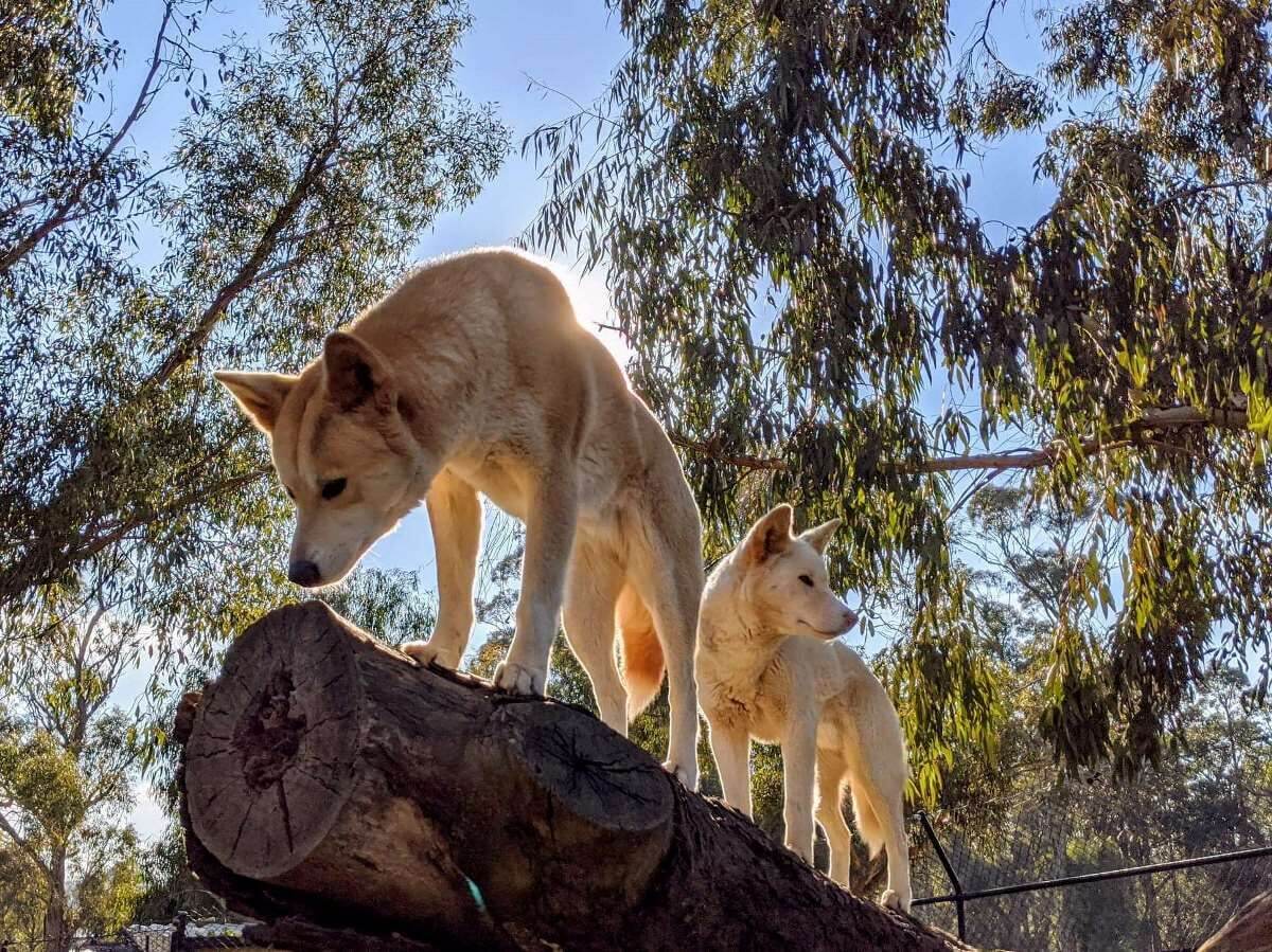 Ballarat Wildlife Park | BnB Coast 2 Coast