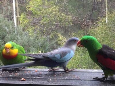 Ballarat Bird World