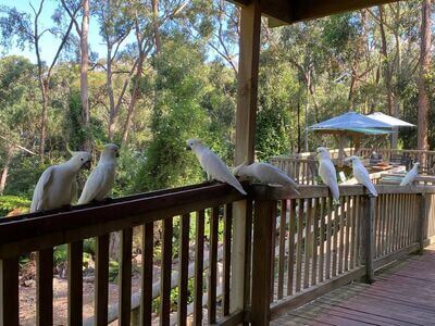 Ballarat Bird World