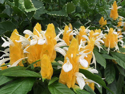 Geelong Botanic Gardens