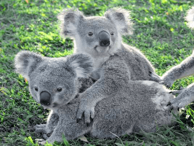 Lone Pine Koala Sanctuary