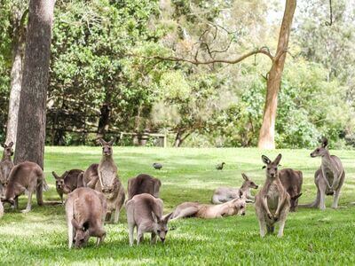 Lone Pine Koala Sanctuary