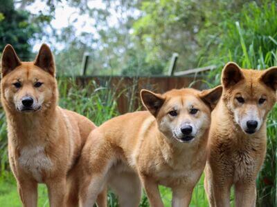 Lone Pine Koala Sanctuary