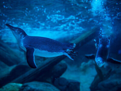 SEA LIFE Sunshine Coast Aquarium