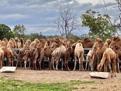 Summer Land Camel Farm