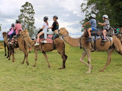 Summer Land Camel Farm