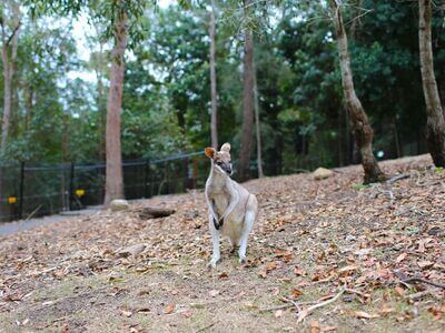 Walkabout Creek Discovery Centre