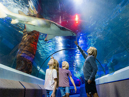 Attractions on the Sunshine Coast